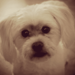 Howie